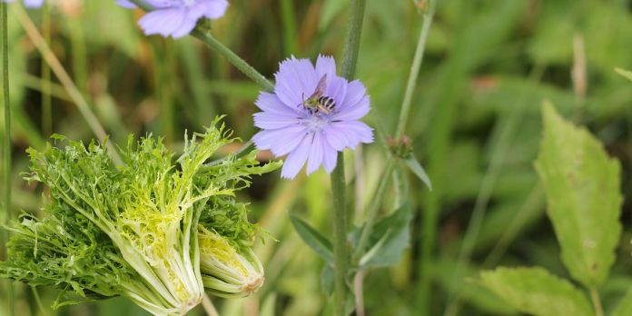 Cicorie e scarole: raccolta scalare per insalate fresche 1 cicoria scarola