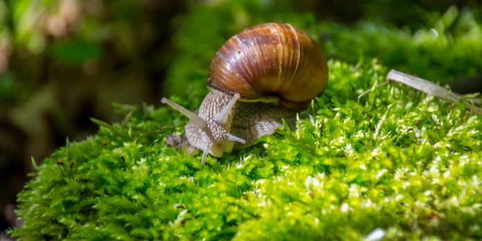 eliminare lumache dall orto