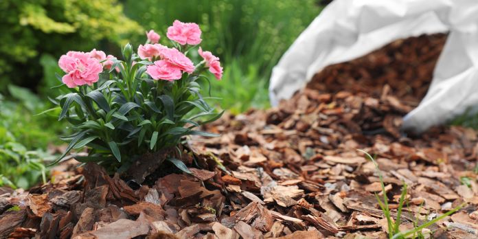 pacciamatura con corteccia di pino