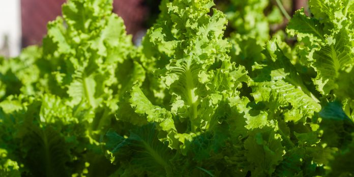 quando si semina la rucola e lattughino